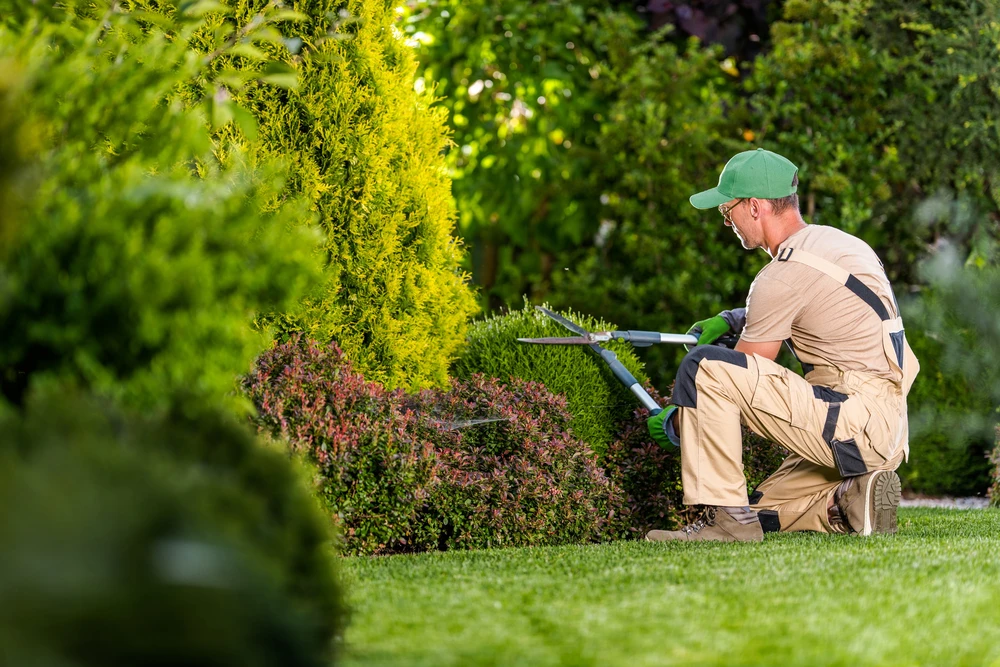 Un jardinier professionnel en tenue beige et casquette verte taille une haie de buis dans un jardin paysager