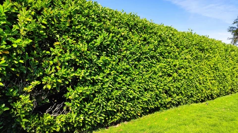 Scène extérieure d'un jardin résidentiel avec haie parfaitement taillée longeant une pelouse verte uniforme sous ciel bleu partiellement nuageux