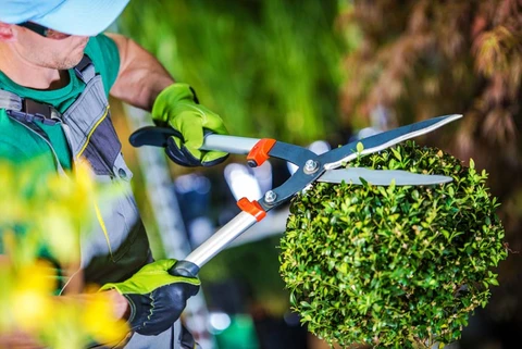 Jardinier professionnel en tenue de travail avec gants verts utilise un sécateur à lames longues pour tailler une haie de buis en forme sphérique dans un jardin extérieur