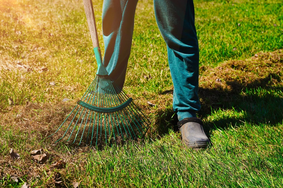 Scène extérieure d'automne : ouvrier paysagiste utilisant un souffleur à dos pour rassembler des feuilles mortes dorées sur pelouse verte