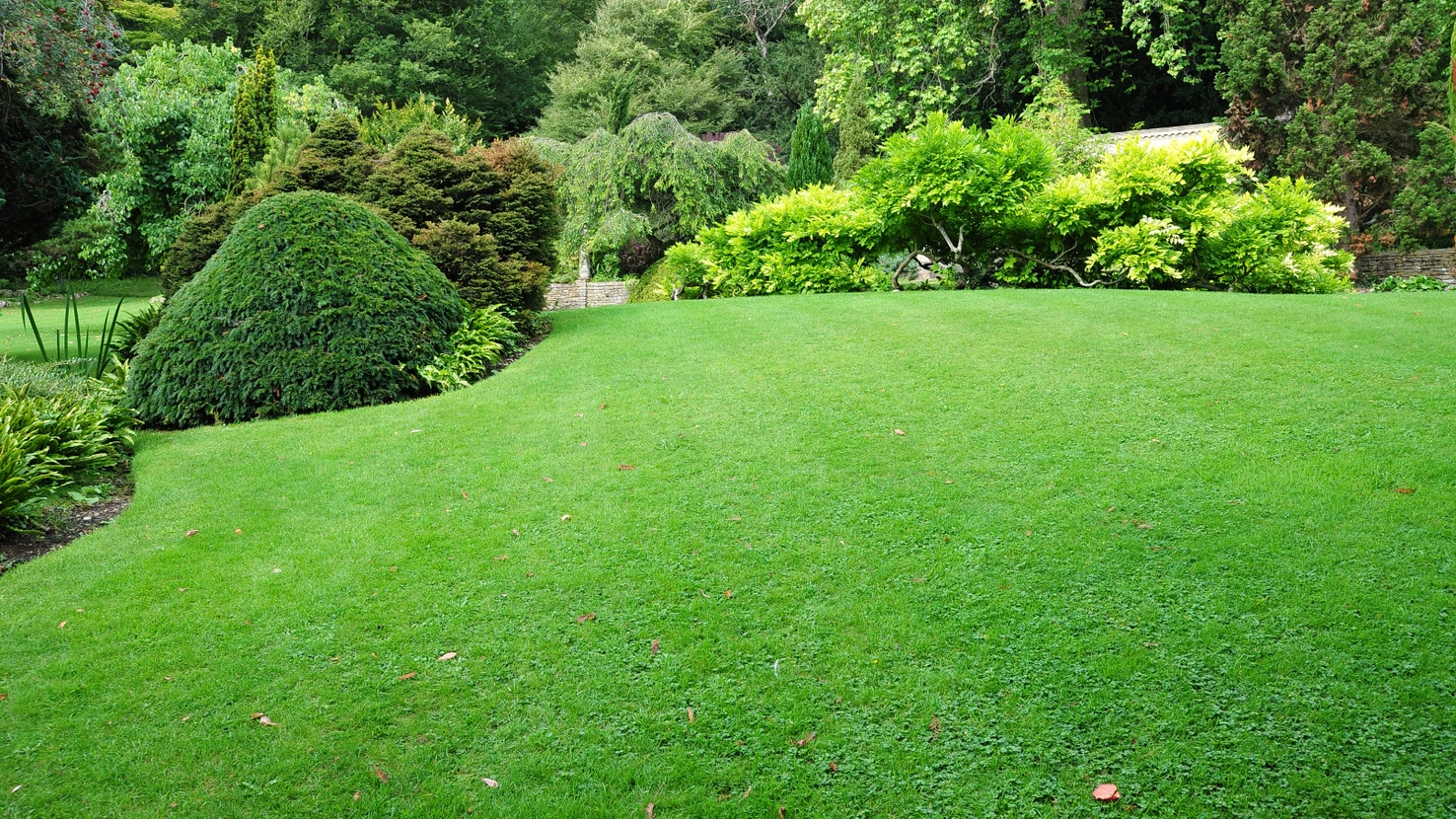 Pelouse verdoyante parfaitement entretenue dans jardin paysager avec massifs arbustifs en arrière-plan