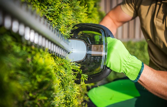 Sc&egrave;ne ext&eacute;rieure de jardinage avec mains utilisant un s&eacute;cateur rouge et noir pour tailler une branche feuillue verte