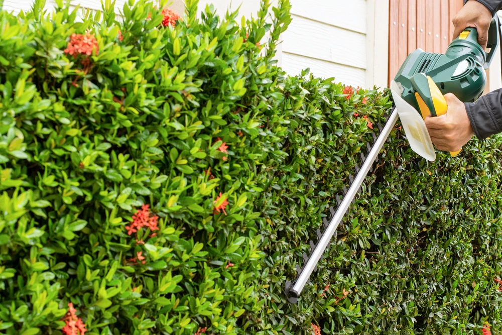 Scène extérieure de jardinage avec personne utilisant un sécateur électrique à double lame pour tailler des arbustes verts