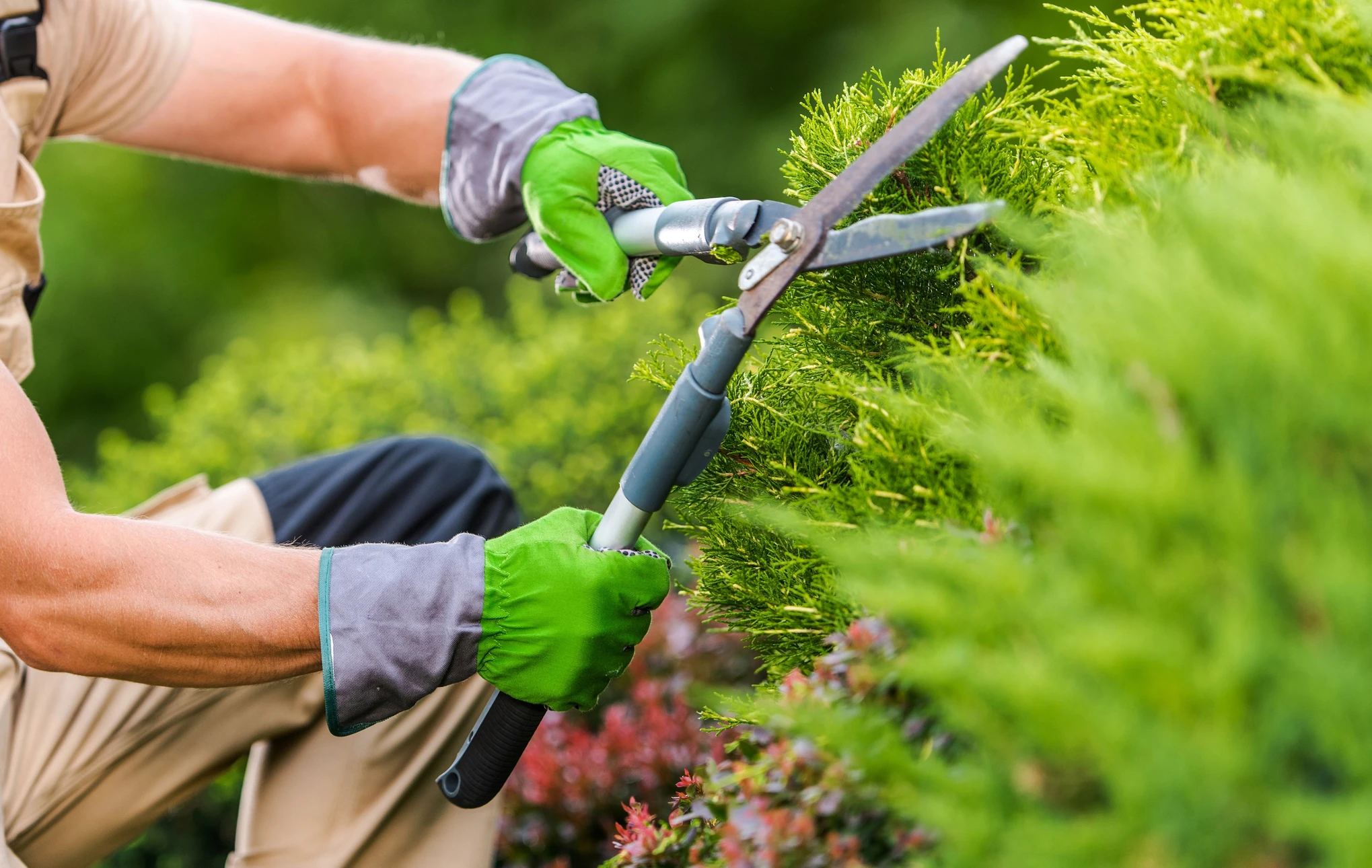 Professionnel en tenue de travail avec gants de protection verts effectuant la taille d'une haie de conifères dans un jardin extérieur