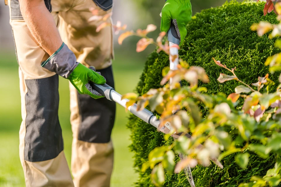 Homme en v&ecirc;tements d&eacute;contract&eacute;s poussant une tondeuse &agrave; gazon thermique sur pelouse verte bien entretenue dans jardin r&eacute;sidentiel ensoleill&eacute; avec arbres en arri&egrave;re-plan